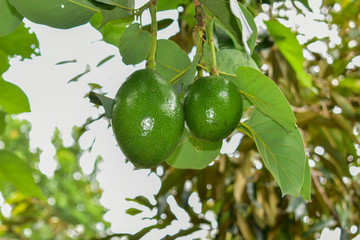 avocado tree, avocado from Thailand country