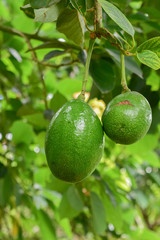 avocado tree, avocado from Thailand country