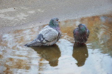 two pigeons in a puddle of water on the road.