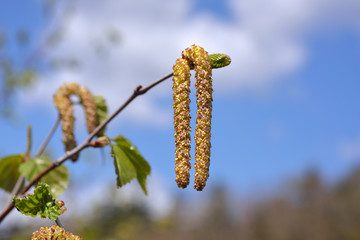 シラカバの雄花