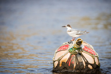 Close up image of terns in an estuary in south africa