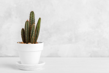 Small decorative cactus