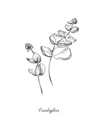Eucaliptus branch. Hand Drawn Botanical line art illustration. drawing set. Collection of sketch branches with foliage, leaves, plants, herbs for decoration design of wedding cards, poster, print.