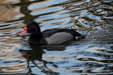 Black duck with a red beak swimming in a pond
