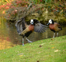 Two brown ducks standing on a shore of a pond
