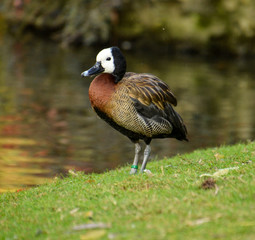 A brown duck standing on a shore of a pond