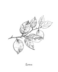 Hand drawn vintage lemon plant. Elements for the graphic design of the menu bars, restaurants, invitations, announcements. Whole and cut fruit lemon, lemon tree branch and flower.