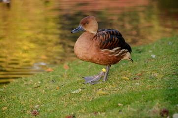A brown duck standing on a shore of a pond
