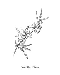 Sea buckthorn branch vector drawing. Isolated berry branch sketch on white background. Summer fruit engraved style illustration. Detailed hand drawn vegetarian food. Great for label, poster, print