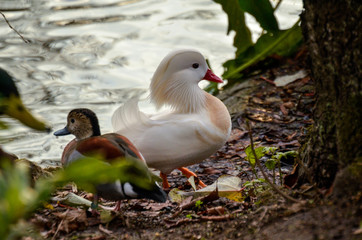 White mandarin duck standing on a shore of a pond
