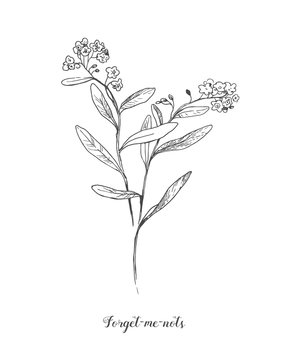 Vector outline Forget me not or Myosotis flower, bud, leaves and bunch in black isolated on white background. Wild plant Forget me not in contour style for spring design and coloring book.