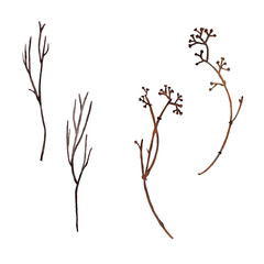 Fototapeta premium Dry forest branches.