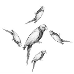 Parrot bird water color art illustration