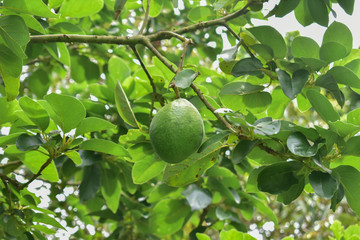 avocado tree, avocado from Thailand country
