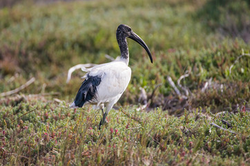 Close up image of a sacred ibis feeding in an estuary in south africa
