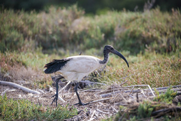 Close up image of a sacred ibis feeding in an estuary in south africa