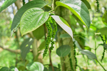 Fototapeta na wymiar Pepper seeds tree, Pepper seeds, Green pepper seeds from Thailand country