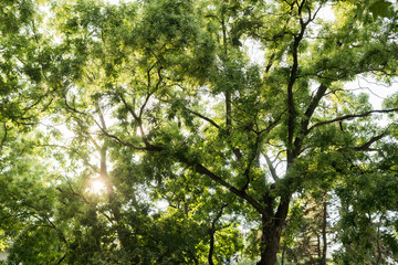 Sun shines through the green foliage of the trees