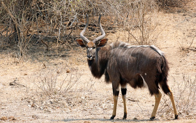 Bull Nyala antelope