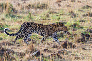 Beautiful Leopard walking on the savannah i Masai Mara