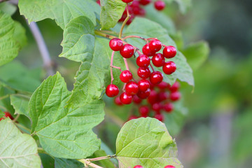 branch of red viburnum