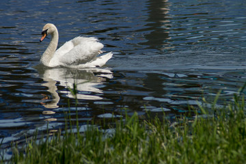 Obraz premium Swan swimming