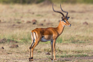 Beautiful Impala with big horns on the savannah - obrazy, fototapety, plakaty