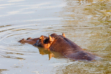 Hippo take a bath in the river