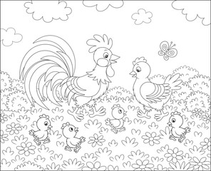 Family of a rooster, a cute hen and little chicks walking among flowers on grass of a summer field, black and white vector illustration in a cartoon style for a coloring book