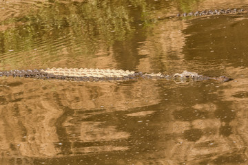 Two Crocodiles in Mara River in Africa