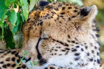 Sleeping Cheetah portrait in the shade