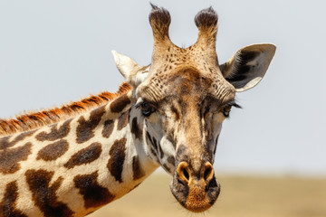 Curious Giraffe portrait on the savannah