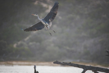 Close up image of a great heron on a driftwood tree stump in an estuary in south africa
