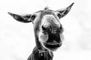 Fotobehang Donkey head close-up taken by downside © Nikokvfrmoto