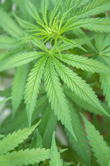 green leaves of hemp