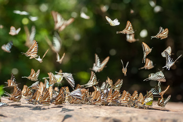 The butterflies flying beautifully in nature,butterfly (commonname Chain Swordtail ,Stripe Swordtail)Thailand,Taken from distance and selective focus point
