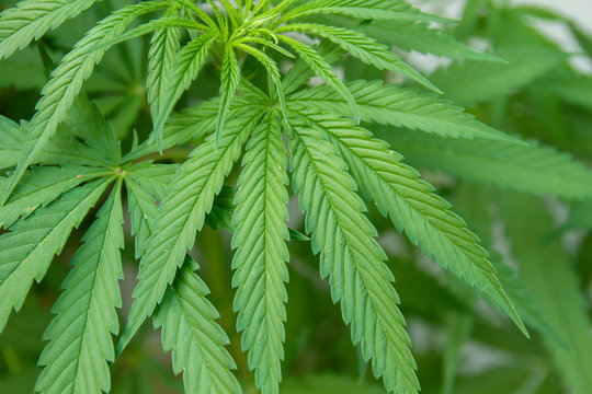 Detail of cannabis sativa plant leaf