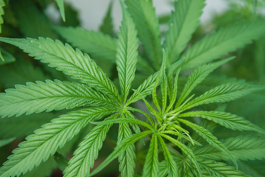 green leaves of hemp