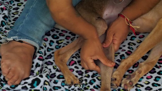 professional veterinarian examines and massages homeless dog paralyzed hind paw in shelter close view