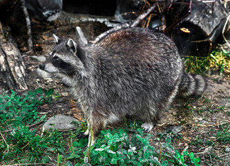 Racoon on the ground in its enclosure. Latin name - Procyon lotor	