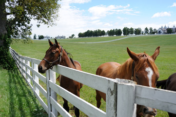 Thoroughbred Horse