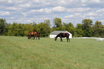 Naklejka na ściany i meble Horses grazing on a Kentucky horse farm