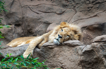 lion in zoo dreaming 