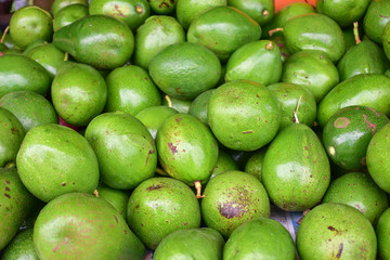 avocado tree, avocado from Thailand country