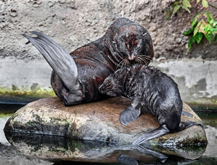 Fur seal female and her kid on the stone. Latin name - Callorhinus ursinus