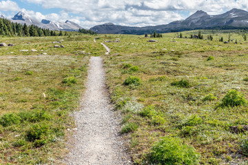 Alpine Trail in Sunshine Meadows