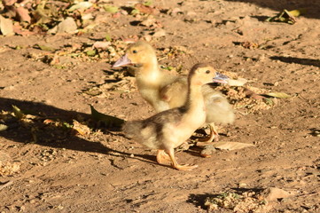 pareja de patos 