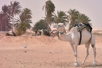 Middle eastern camels in a desert. Africa, Sahara Desert with camels.