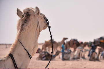 Middle eastern camels in a desert. Africa, Sahara Desert with camels.