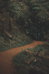 Winding curved path through dense dark forest setting of the Pacific Northwest woods